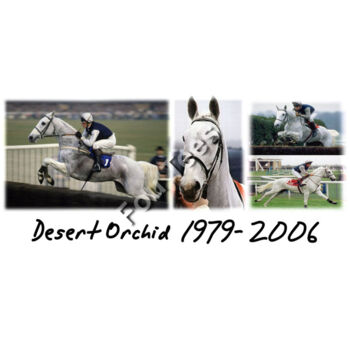 Desert Orchid Thumbnail