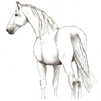 Standing Horse Thumbnail